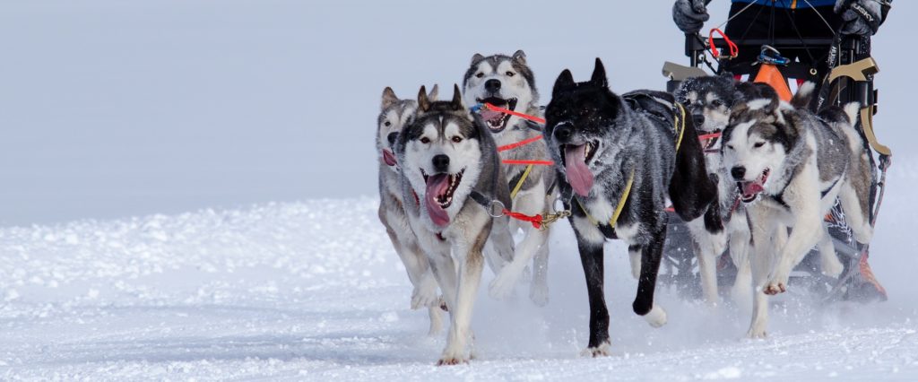 Musher Mutiny, Dog Doping: Scandals Mire The Super Bowl Of Sled Dog Races :  NPR